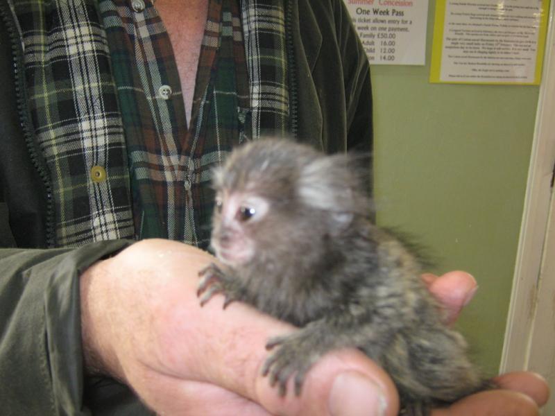 Marmoset monkeys for adoption...text (260) 408-0745 Image eClassifieds4u