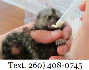 Marmoset Monkeys Male&Female for Sale text (260) 408-0745 Image eClassifieds4u