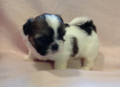 Quality Bred Family Rasied Shih Tzu For Sale Image eClassifieds4u