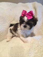 Beautiful Purebred Shih Tzu Puppies
