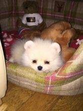 Female Pomeranian Puppy For Adoption/b.r.e.n.d.asweet.6@gmail.com