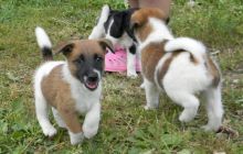 Jack Russell puppies for adoption