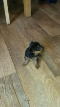 Male and female Yorkie puppies for pet lovers.