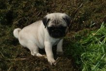 Registered Pugs for Adoption