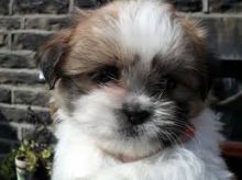 Shih tzu puppies ready for adoption