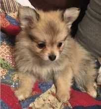 xdrg cdrh Healthy Home raised Pomeranian pups