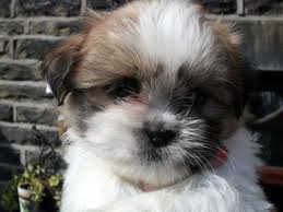 Shih tzu puppies ready for adoption Image eClassifieds4u