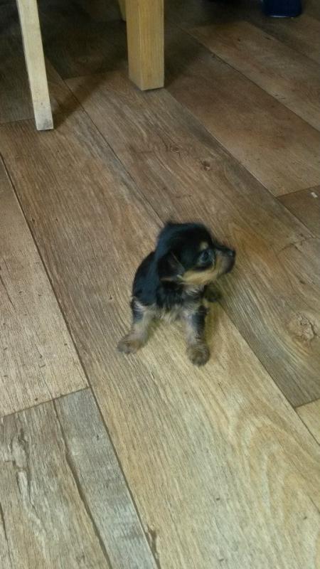 Two beautiful Yorkie puppies ...one male and one female. 3 months old Image eClassifieds4u