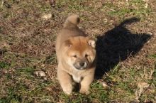 Home raised Shiba Inu puppies for new homes.