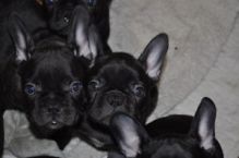 Playful French Bulldog puppies ready text (678) 228-4862