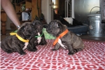 Playful Gorgeous French Bulldog puppies ready to go text (678) 228-4862