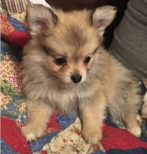 rgt seg Excellent Pomeranian Puppy