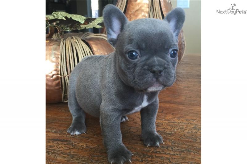 Gorgeous French Bulldog puppies ready to go text (678) 228-4862 Image eClassifieds4u