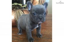 Gorgeous French Bulldog puppies ready to go text (678) 228-4862 Image eClassifieds4U