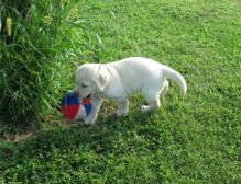 quality labrador Puppies for free adoption for good home sandrasusan86@gmail.com Image eClassifieds4U