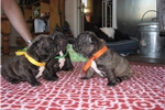 Playful Gorgeous French Bulldog puppies ready to go text (678) 228-4862 Image eClassifieds4u
