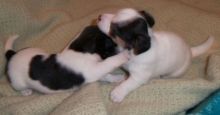 Super Adorable Jack Russel Puppies looking for adoption contact for more mumychristina@gmail.com Image eClassifieds4u