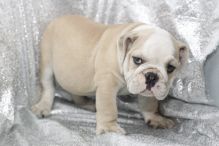 Beautiful brown and White Pied Bulldog Pups