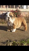 English bulldog puppies available now.