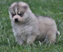 Straight up Blue Eyes Siberian Husky Puppies For Sale