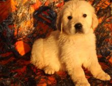 Stunning Light Cream Golden Retriever Puppies