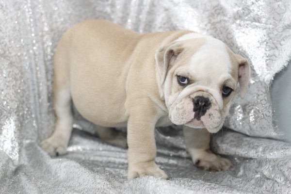 Healthy English Bulldog Puppies For Adoption Image eClassifieds4u