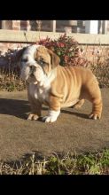Beautiful English bulldog puppies Image eClassifieds4U