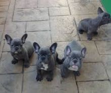Cutest French Bulldog puppies Text (678)228-4862