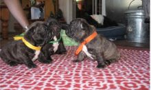 French bulldog puppies 2male 2 female available for your home text (678)228-4862