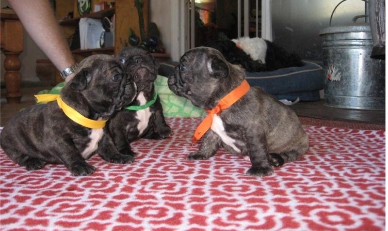 French bulldog puppies 2male 2 female available for your home text (678)228-4862 Image eClassifieds4u