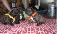 French bulldog puppies 2male 2 female available for your home text (678)228-4862 Image eClassifieds4U
