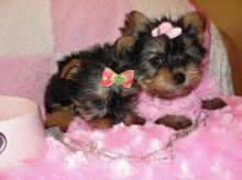 Two adorable 12 week old puppies Image eClassifieds4U