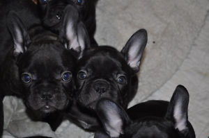 Playful French bulldog puppies 2male 2 female available text (678)228-4862 Image eClassifieds4u