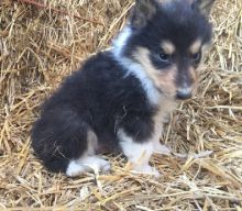 Excellent Collie Puppies Now available