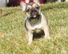 Gorgeous French Bulldog puppies available