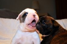 Healthy French Bulldog Puppies For Re Homing