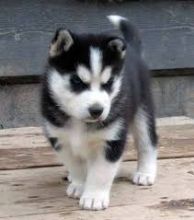 purebred Siberian husky puppies available