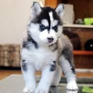 purebred Siberian husky puppies available