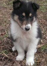 Super Brown Collie Puppies Cheap Now