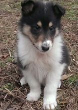 Two Healthy Collie Puppies For Adoption