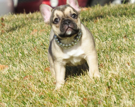 FRENCH BULLDOG PUPPIES Image eClassifieds4u
