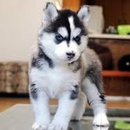 purebred Siberian husky puppies available Image eClassifieds4U