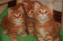 Stunning Maine Coon 11 Weeks Kitten Txt (608) 455-6977 Image eClassifieds4U