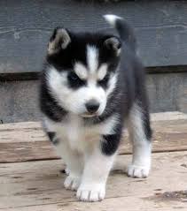 purebred Siberian husky puppies available Image eClassifieds4u