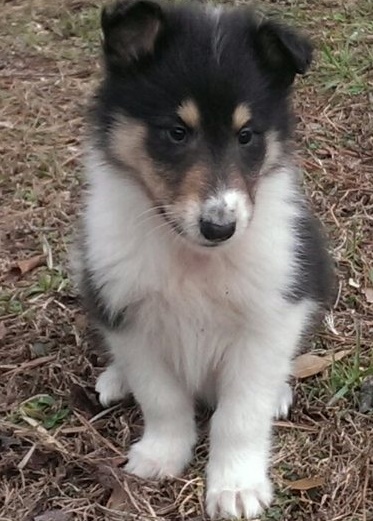 Two Healthy Collie Puppies For Adoption Image eClassifieds4u