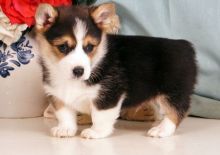 Adorable Corgi Puppies for Adoption