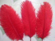 Cute Ostrich Feathers