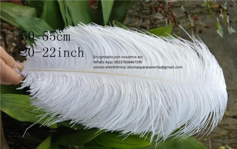 Cute Ostrich Feathers Image eClassifieds4u