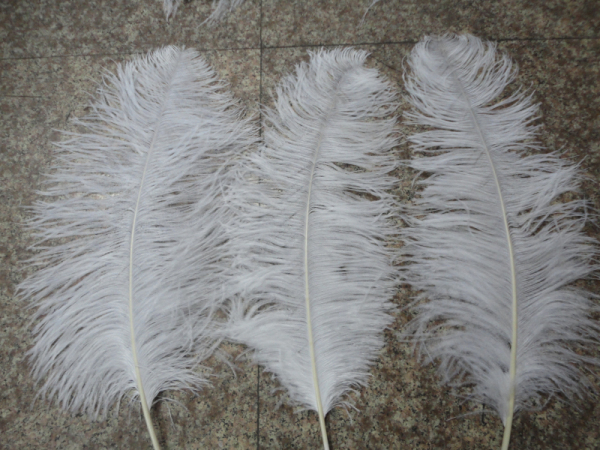 Cute Ostrich Feathers Image eClassifieds4u