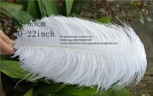 Cute Ostrich Feathers Image eClassifieds4u 3